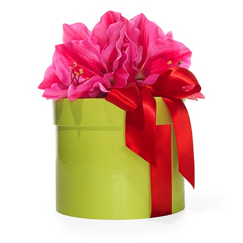 Gift for gardener - bulb set