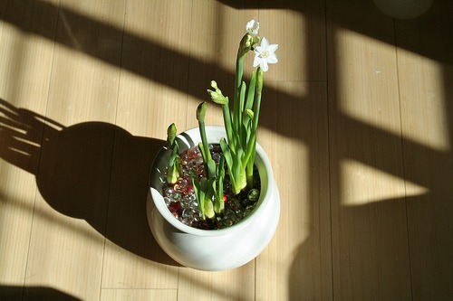 growing paperwhites in a container