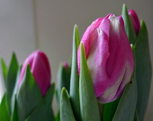 growing tulips indoors