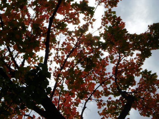 Male trees more often trigger allergies.