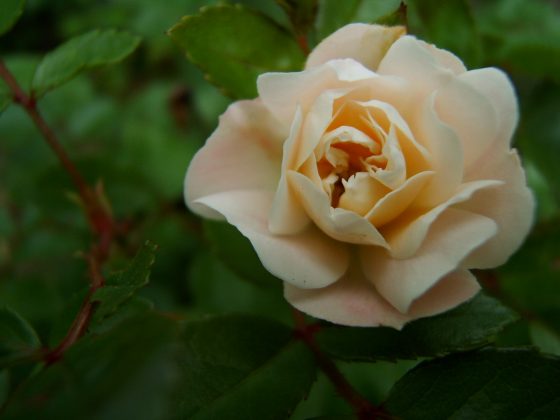 Landscape Ideas for Allergy Sufferers: Rose