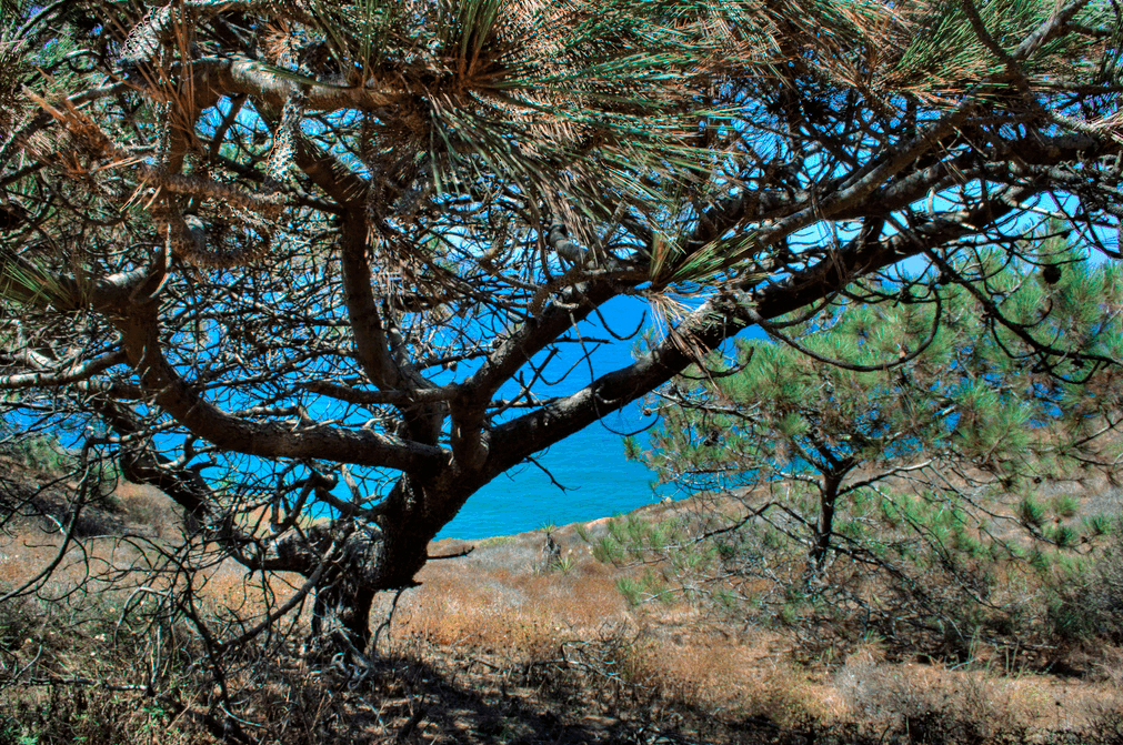 torrey pine trees guide