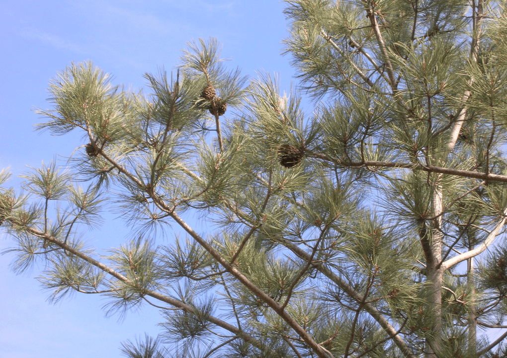 torrey pine trees