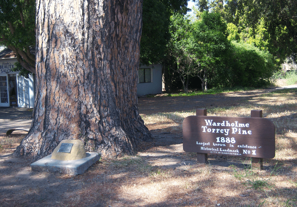 wardholme torrey pine