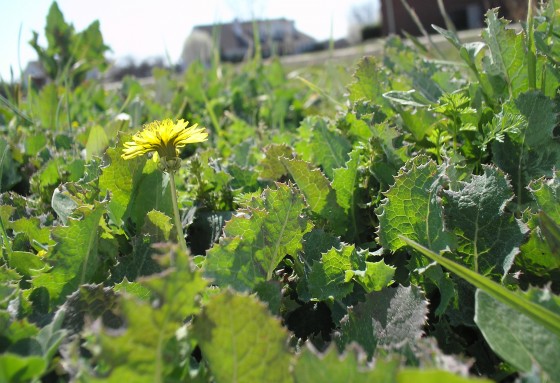 Weeds are the enemy of allergy sufferers.