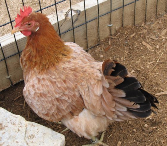 Backyard chickens are safer in large enclosures.
