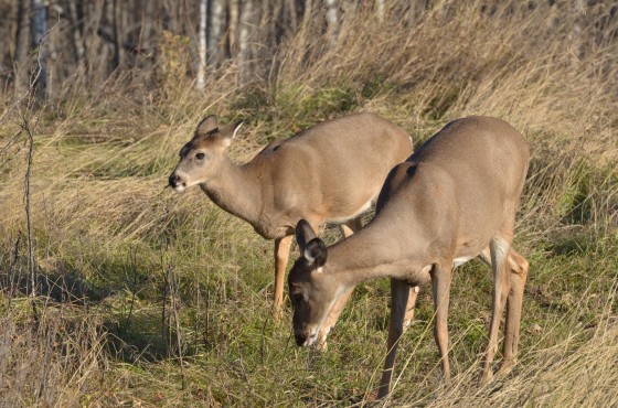 Backyard Landscaping Tips: How to Keep Wildlife Out of Your Yard