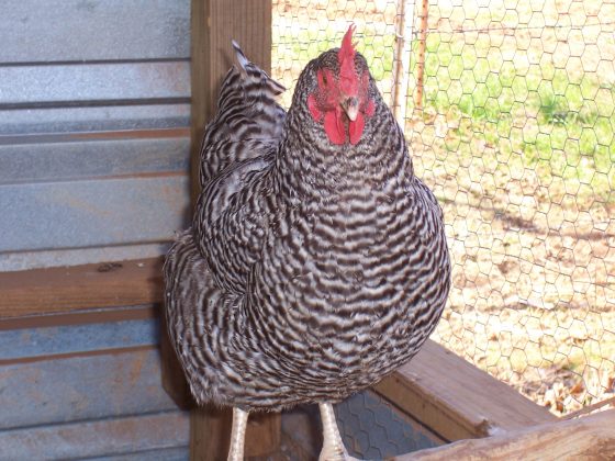 Chicken in a Coop