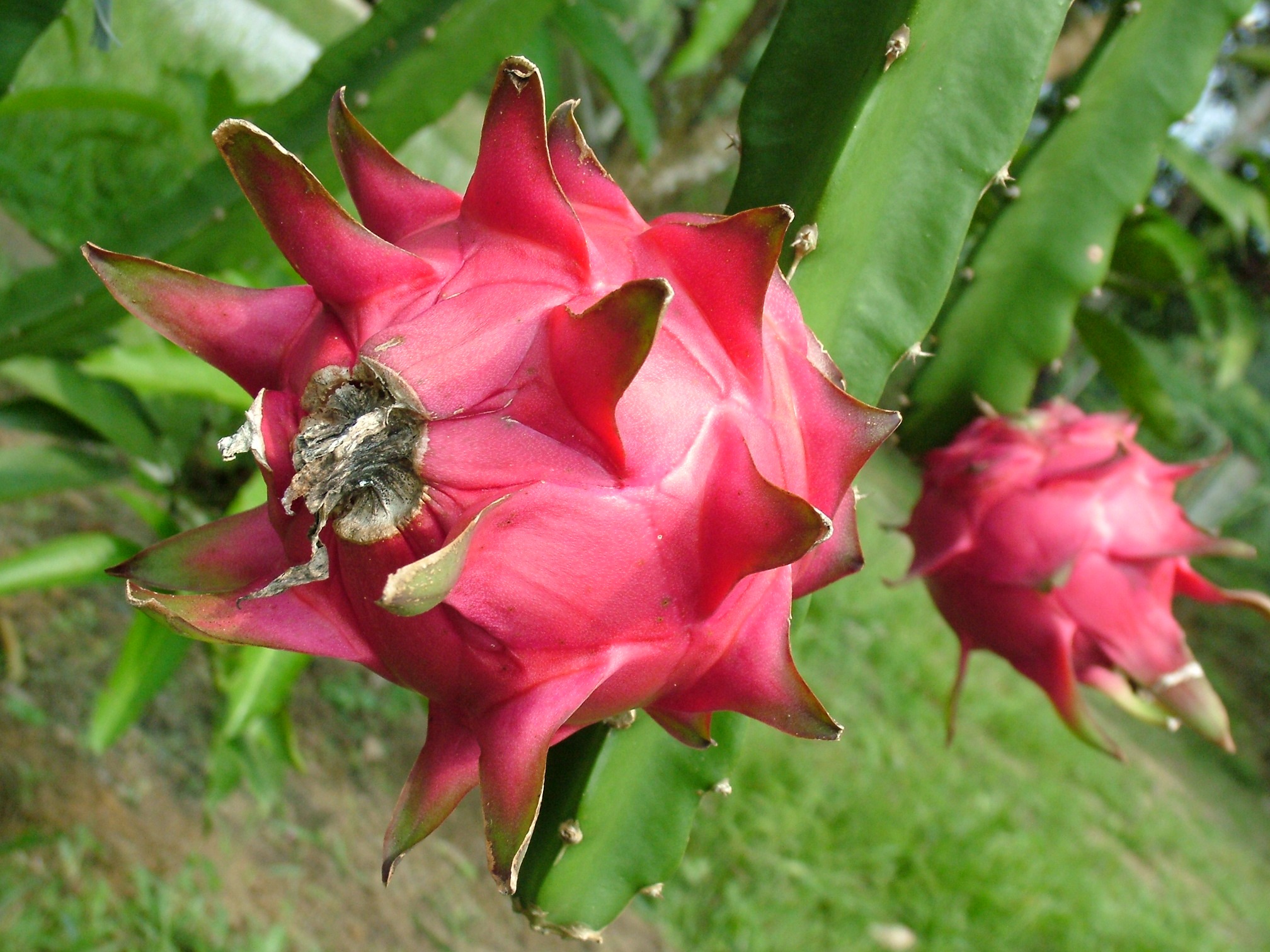 dragon fruit on cactus