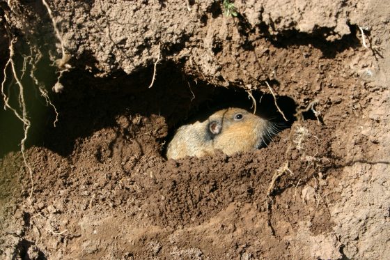 How to get rid of gophers in your backyard