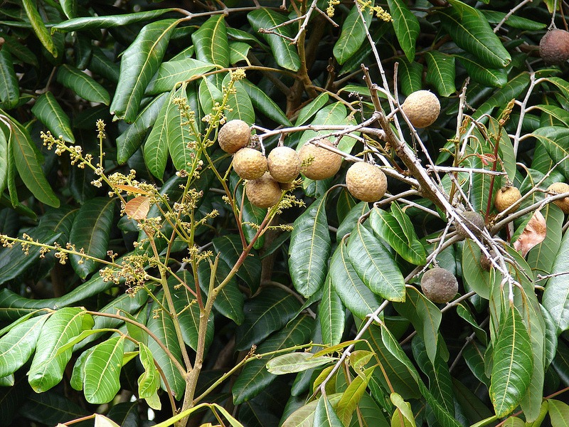 longan fruit