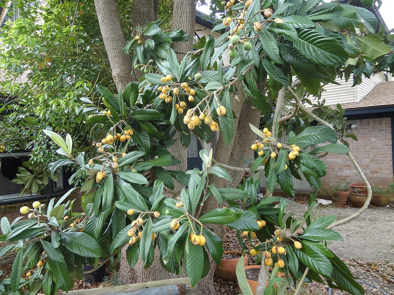 loquat tree