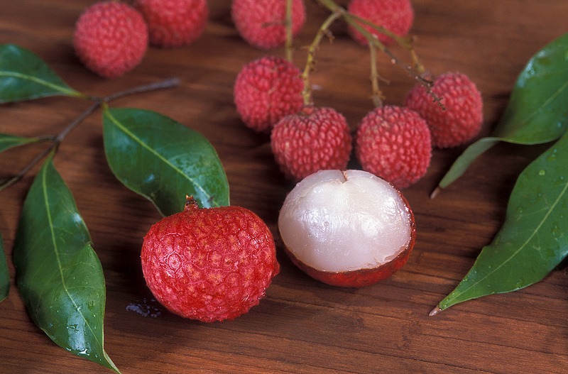 lychee fruit tree