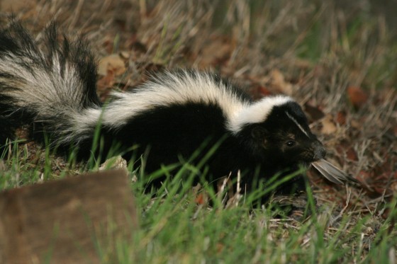 outdoor wildlife: skunk