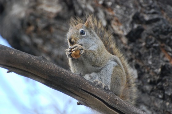 Squirrels in your backyard