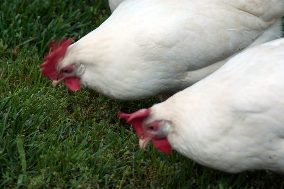 Urban Homesteading