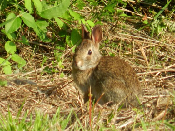 Wild Rabbit in your backyard