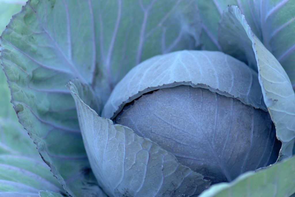 How to Maximize Garden Space for Urban Farming