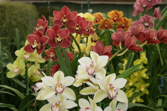 cymbidium colors