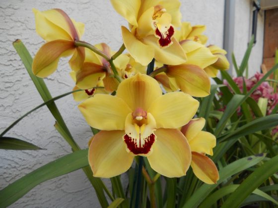 cymbidium orchids colors
