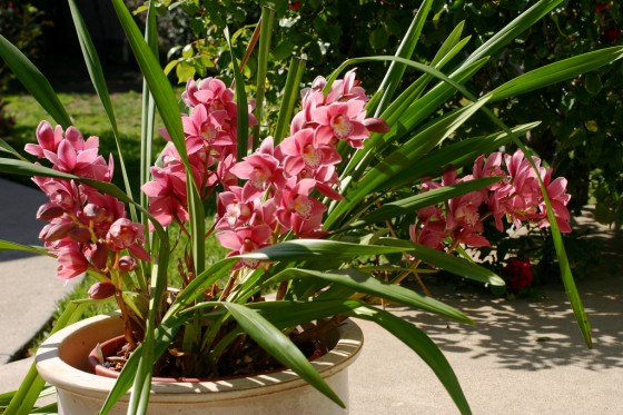 Tips for Growing Cymbidium Orchids Outside in San Diego