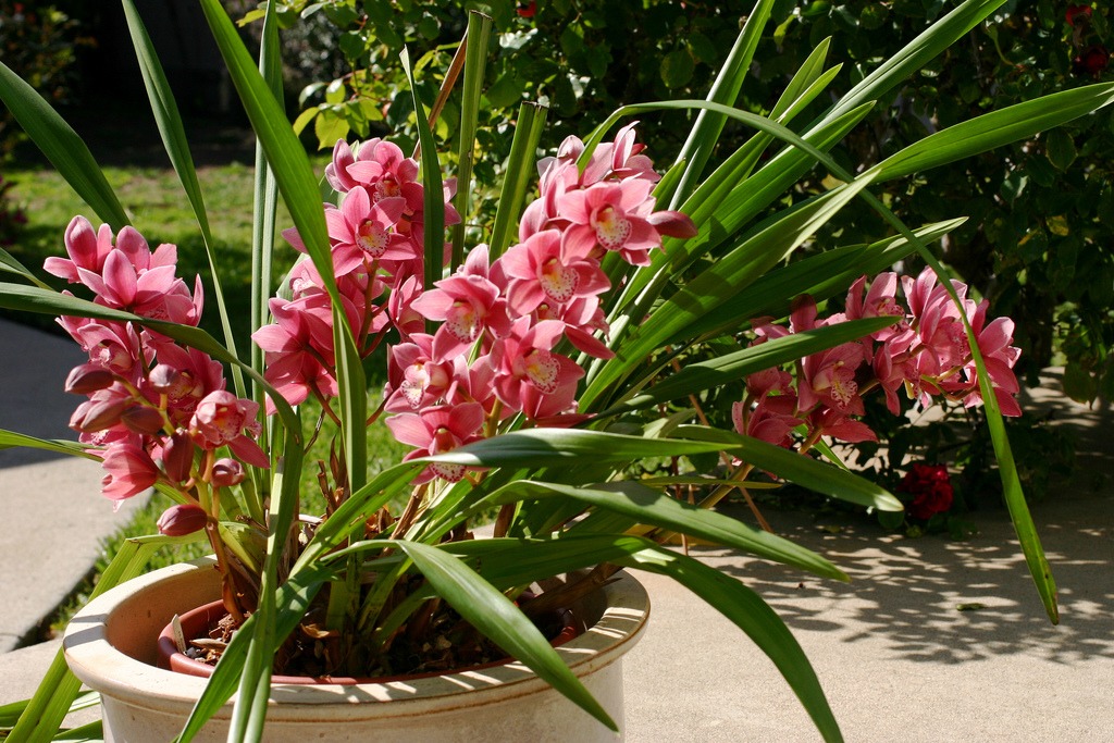outdoor orchids