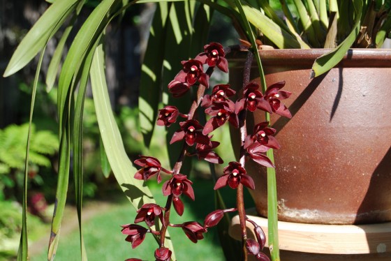 pendulous cymbidium orchids
