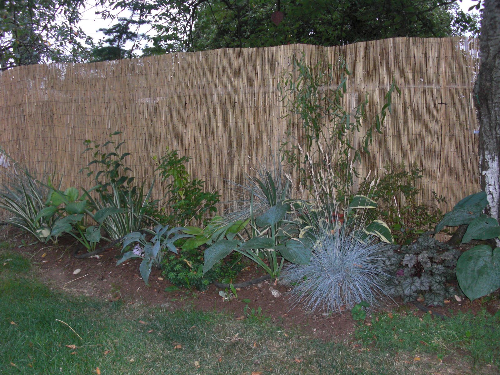 Reed Fencing