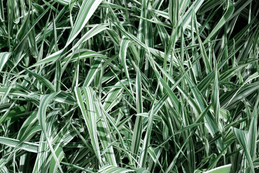 spring clean your yard