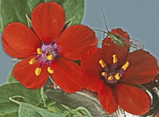 Spring cleaning - insects