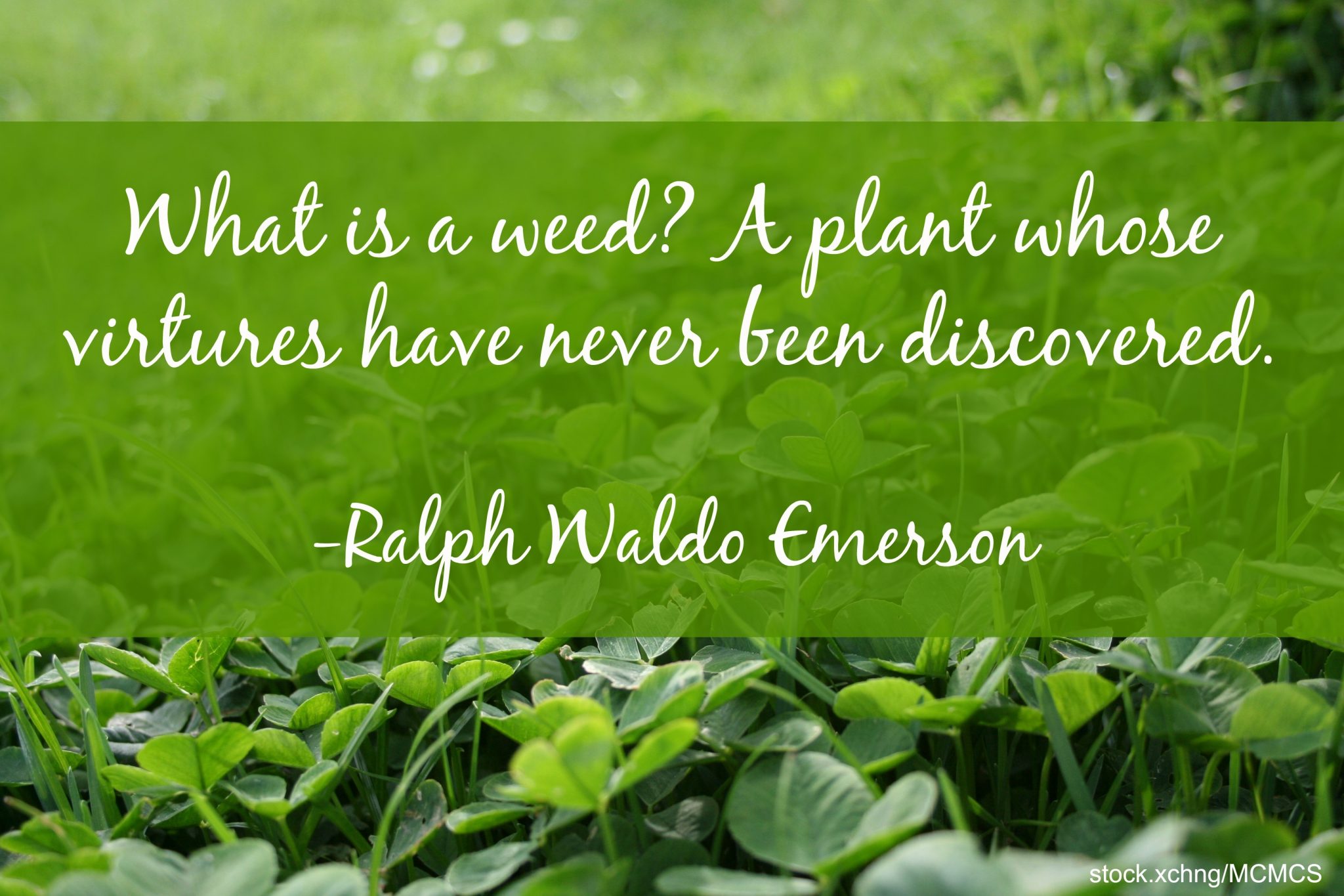 weed quote Ralph Waldo Emerson