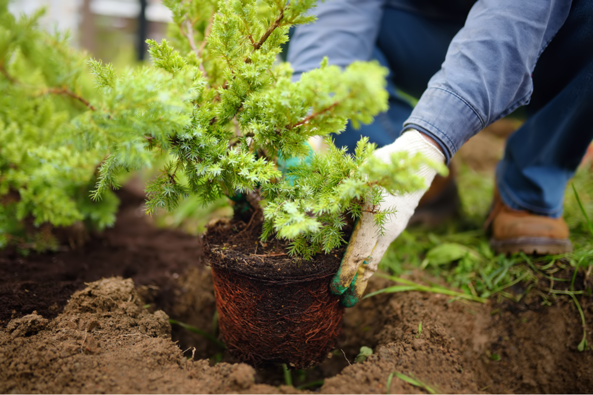 Landscape Design Terms You Need to Know