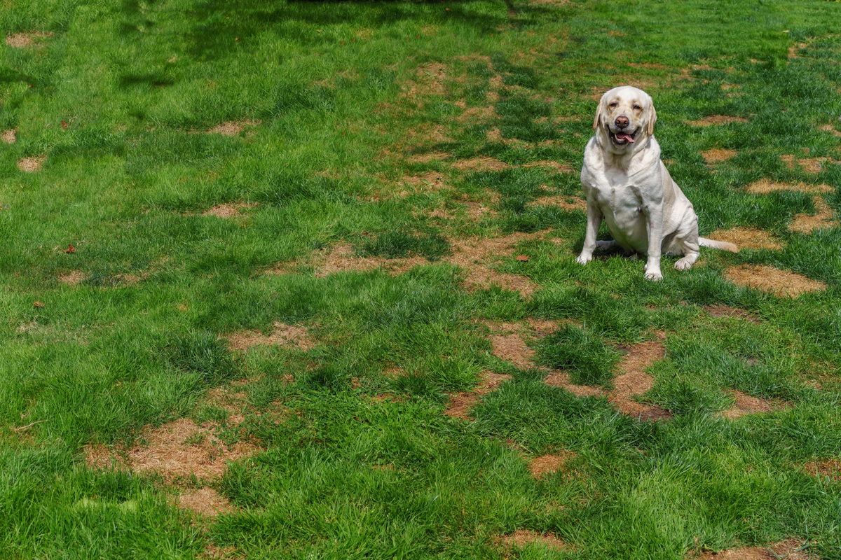 Landscaping Mistakes and How to Avoid Them