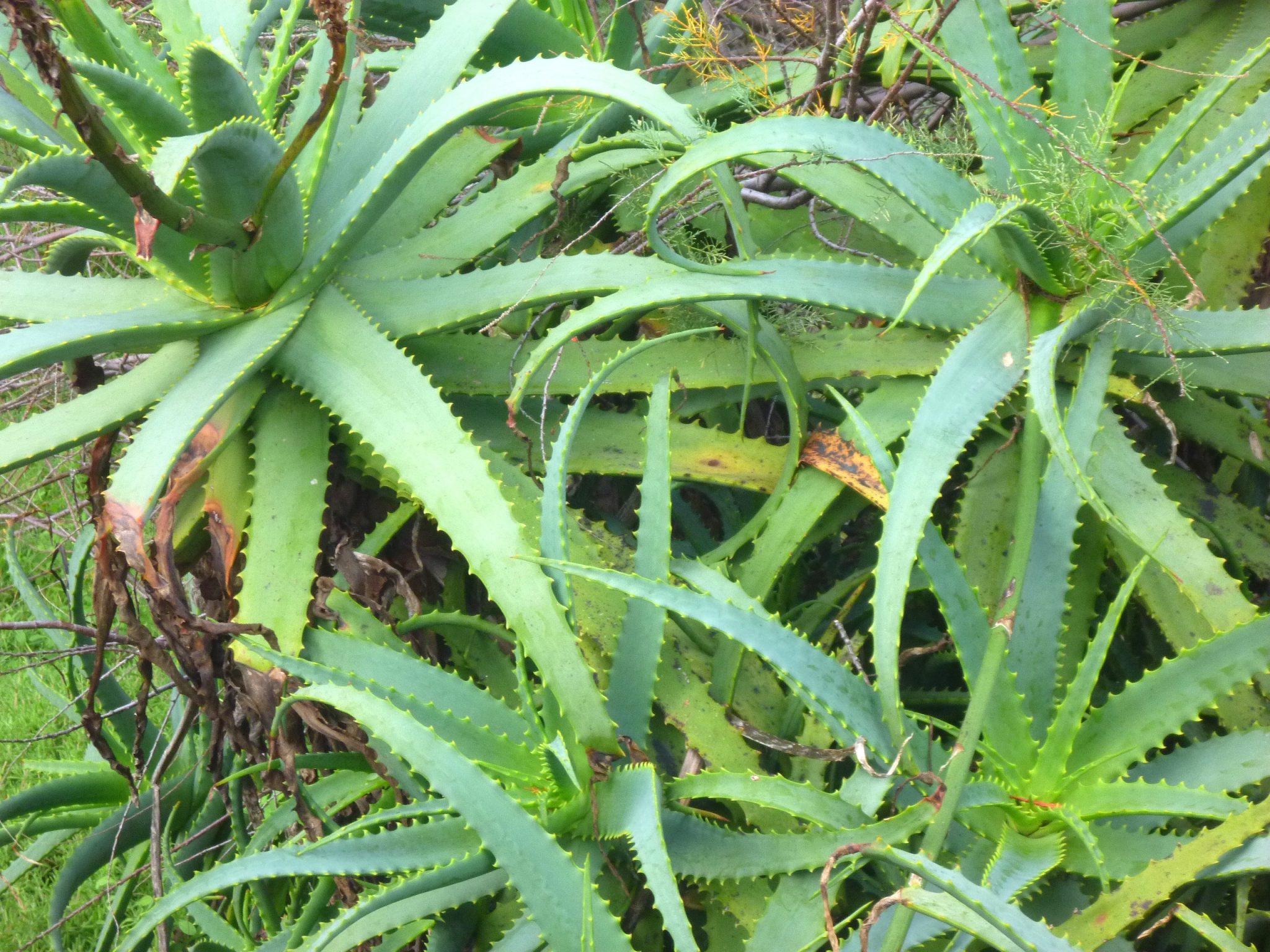 aloe is harmful to cats and dogs