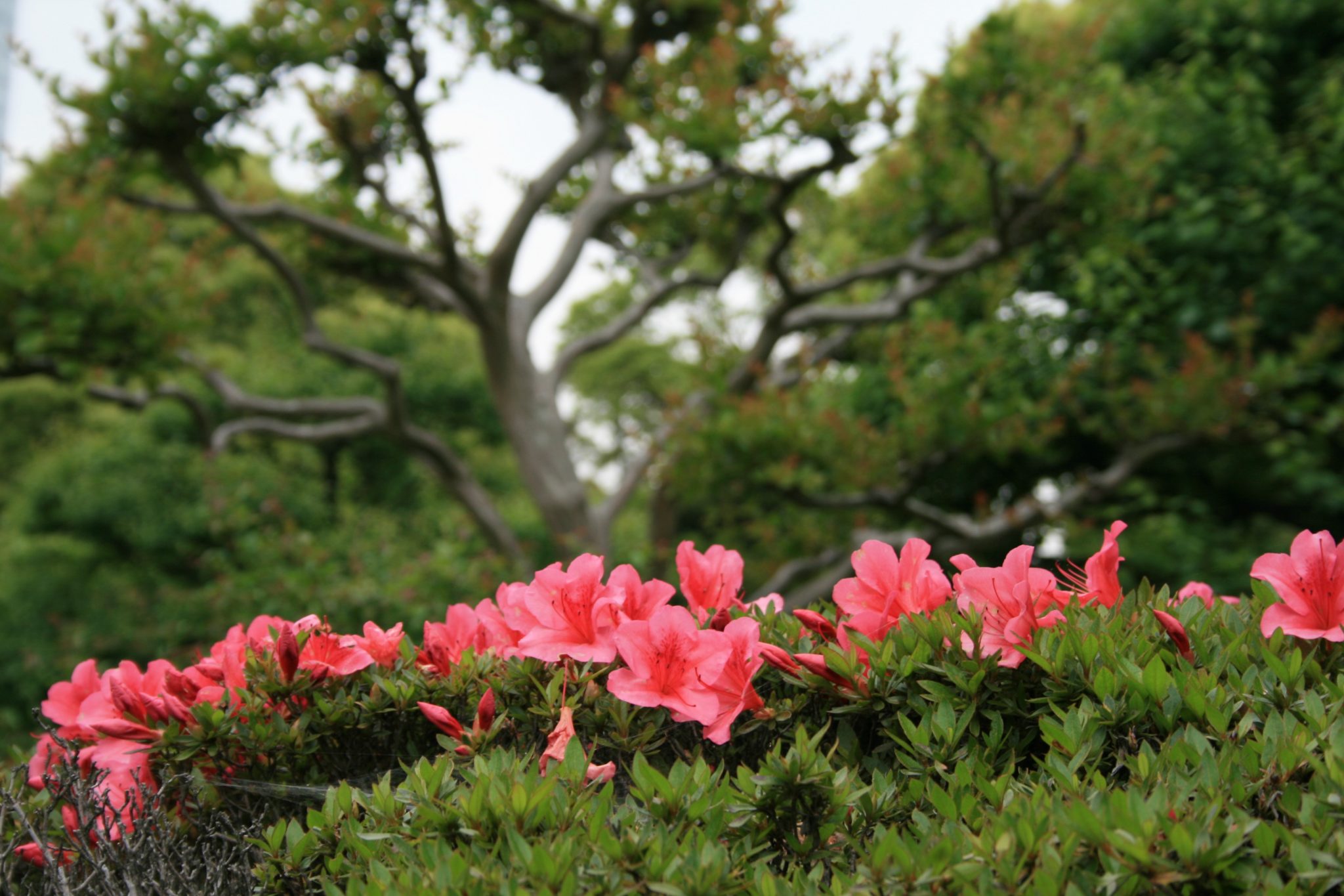 azalea toxic to dogs and cats