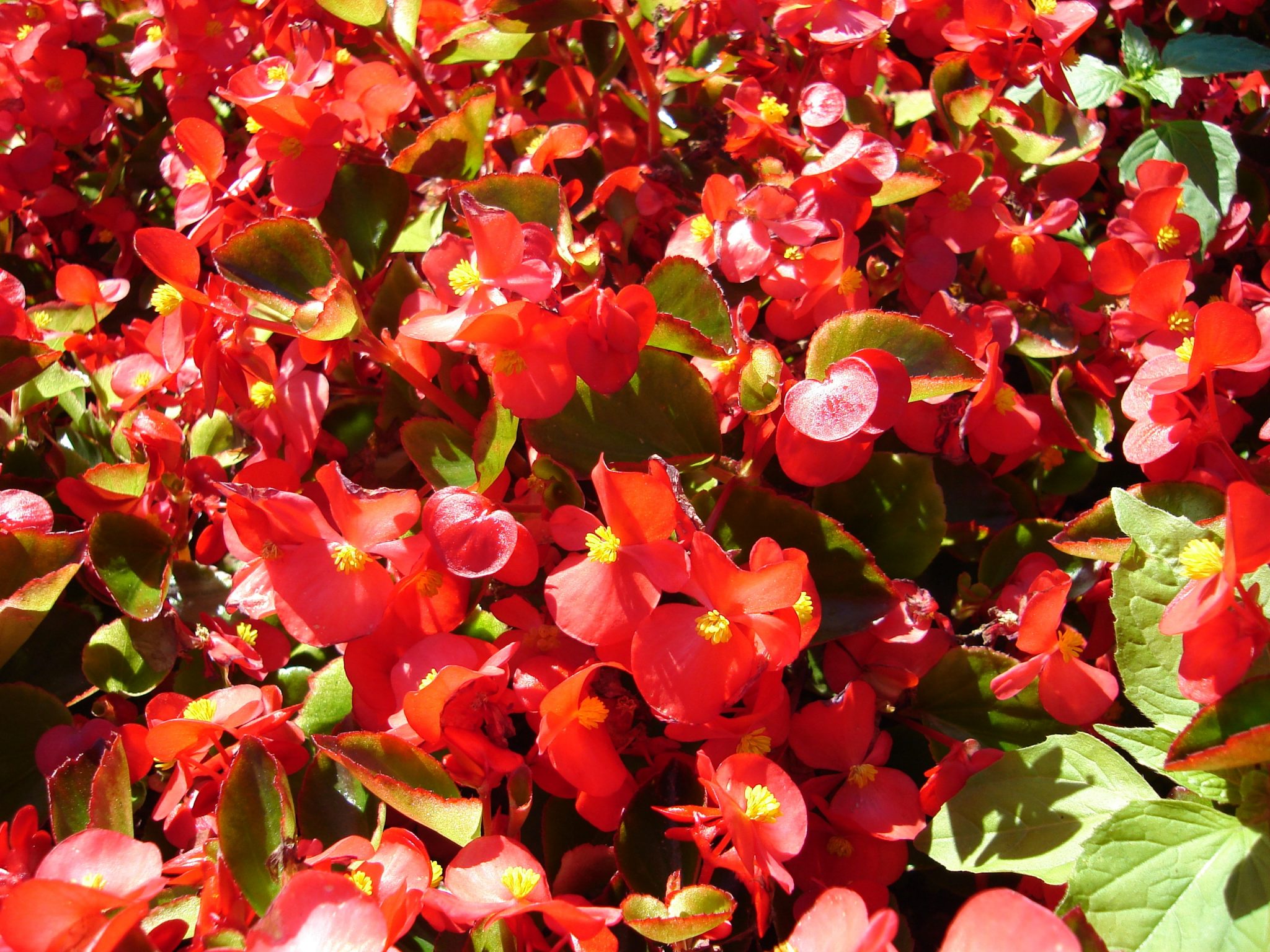 is begonia poisonous for dogs and cats