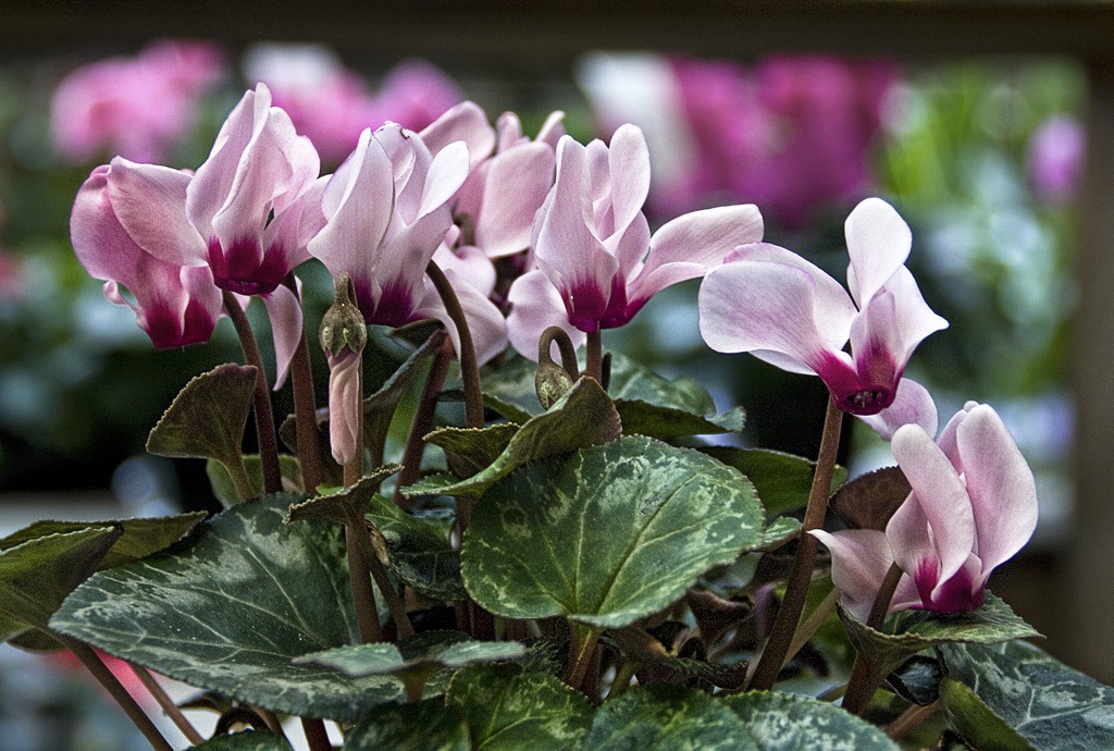 cyclamen hazardous for pets