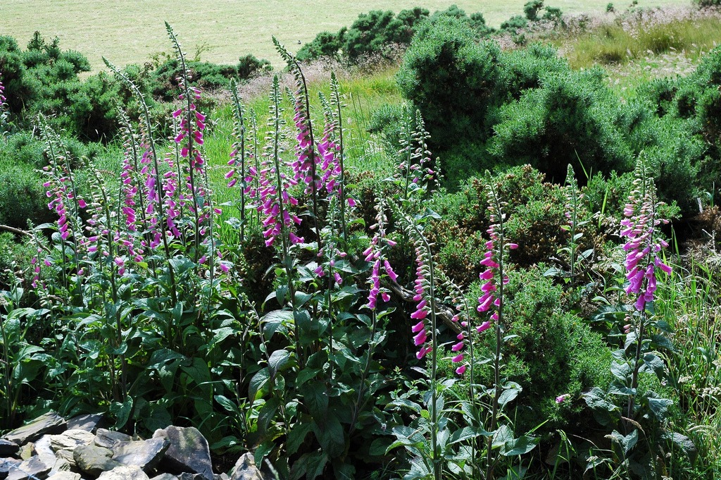 foxglove is highly toxic to pets