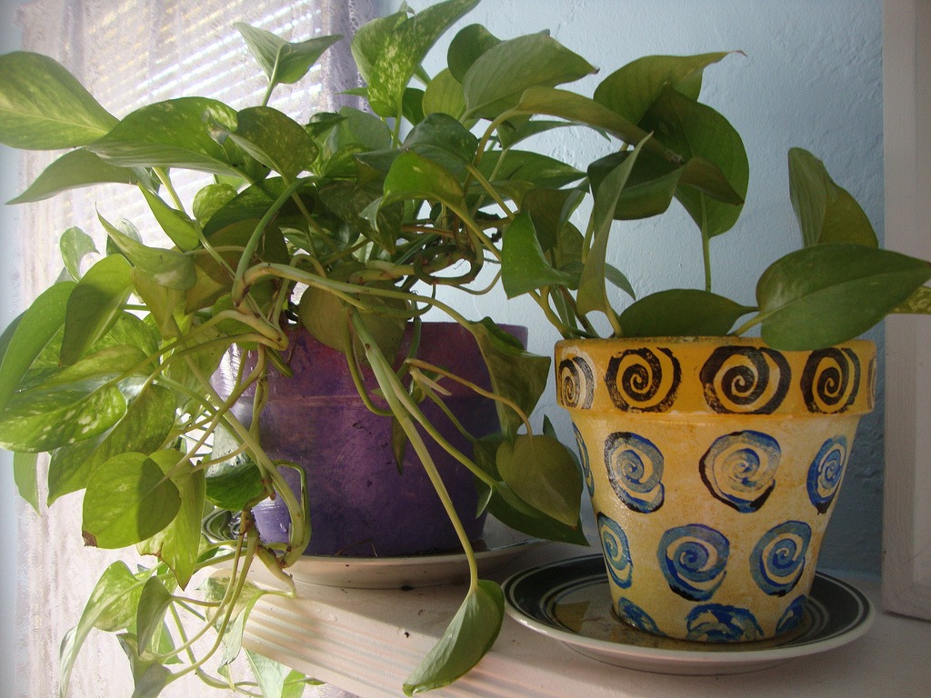 golden pothos