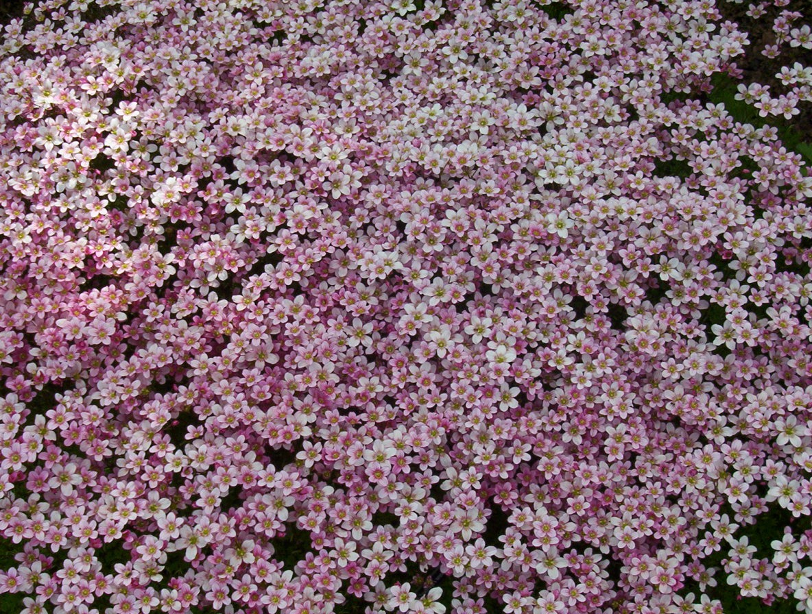 36 Landscape Design Terms You Need to Know INSTALLITDIRECT