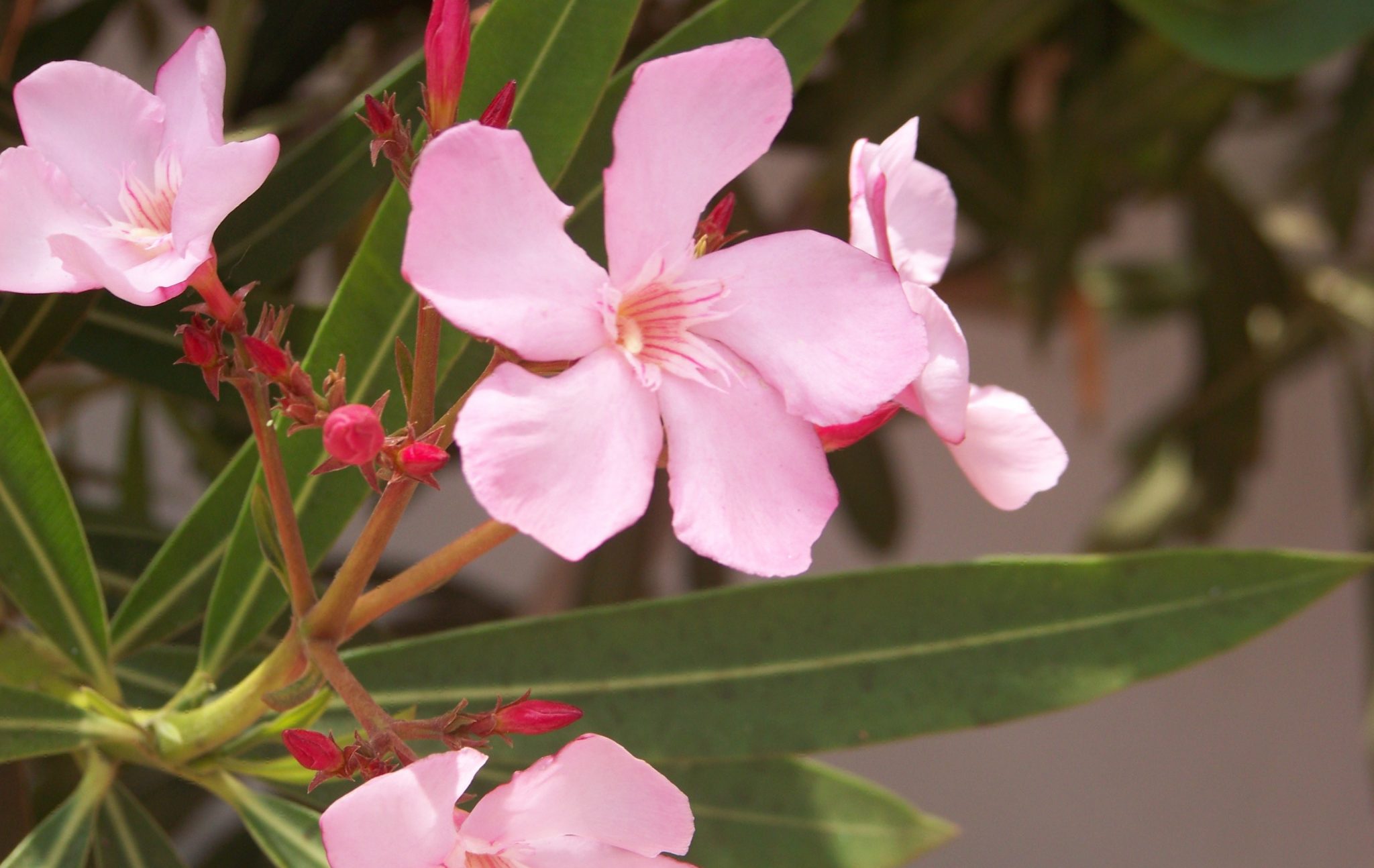 oleander toxic to pets
