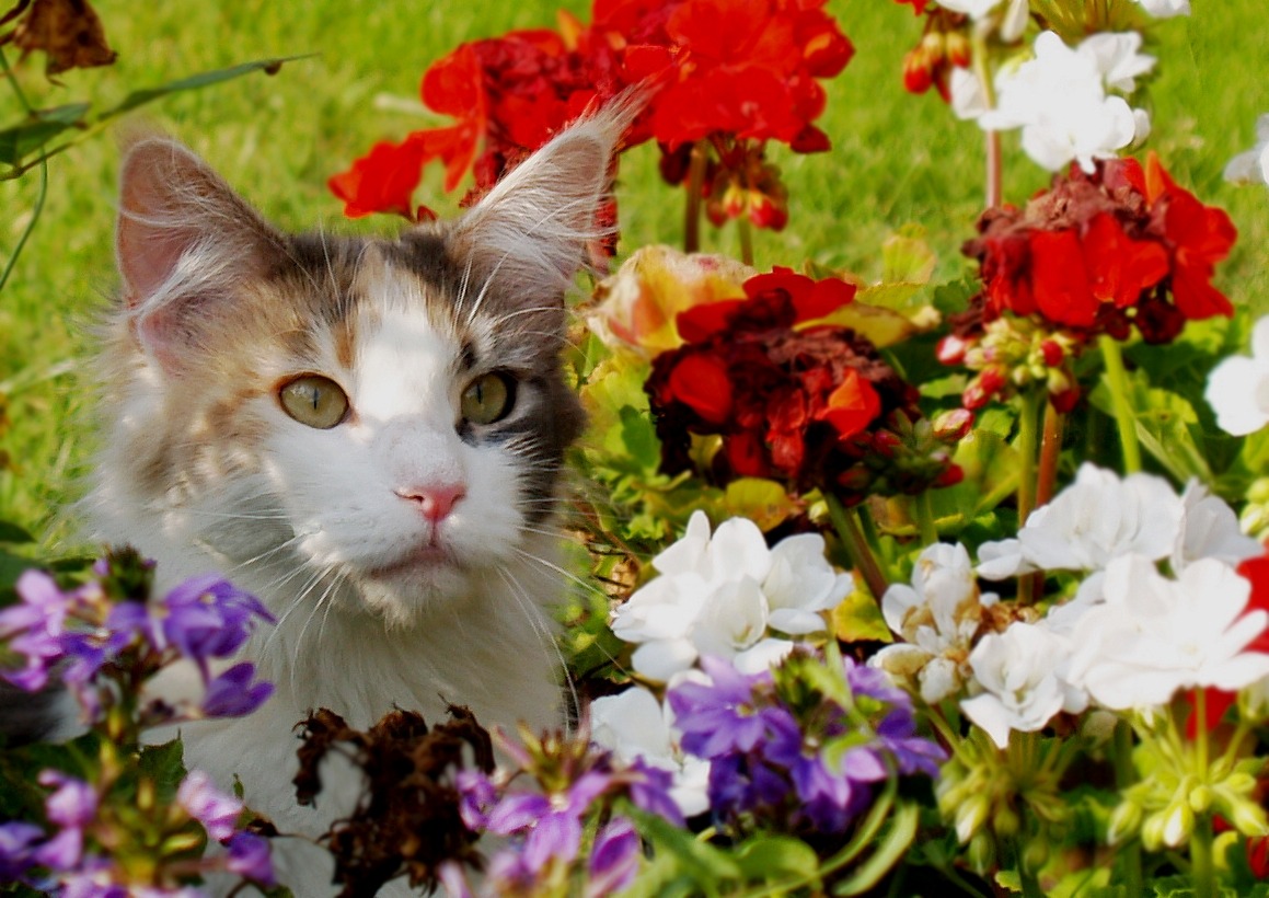 Lista de plantas de jardim venenosas para gatos