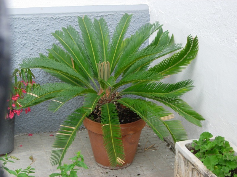 sago palm