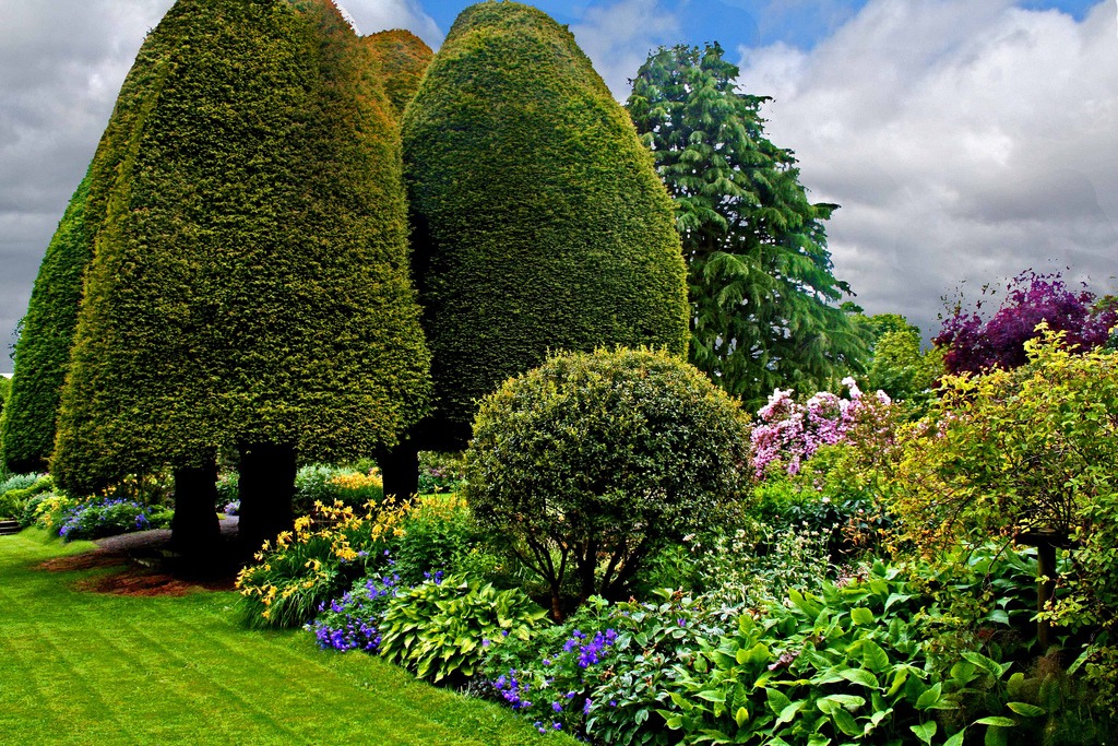 yew trees