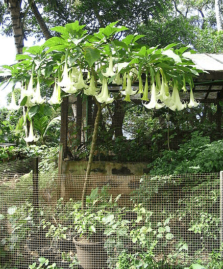 Angel's Trumpet Tree