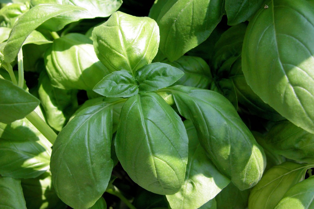 Basil