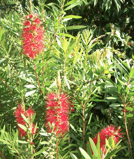 Lemon Bottlebrush