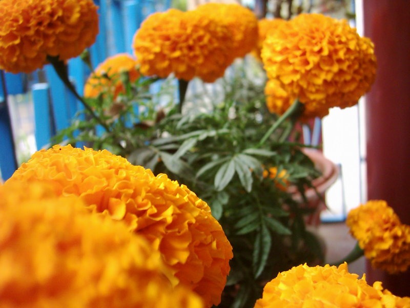 Marigolds