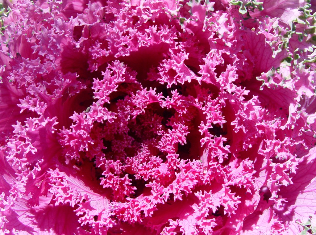 Mix colorful lettuces with less-interesting greens.