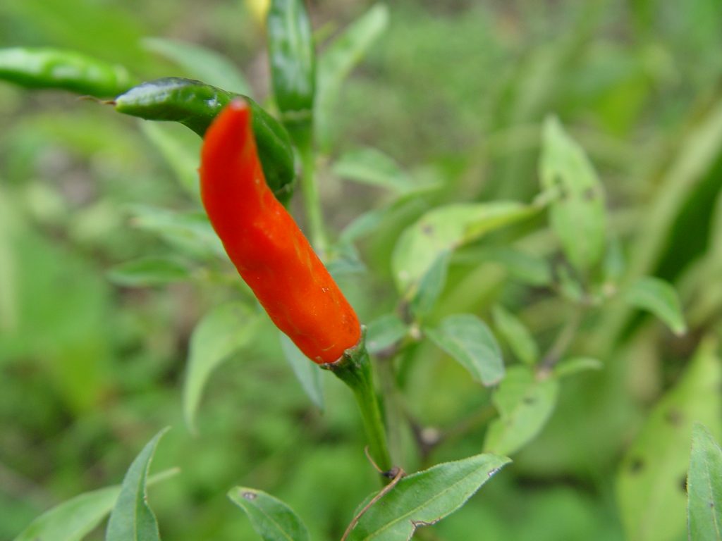 Peppers add color to your potager